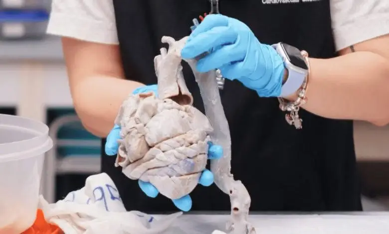 HLI研究人员用3D打印机，创建活体心脏组织